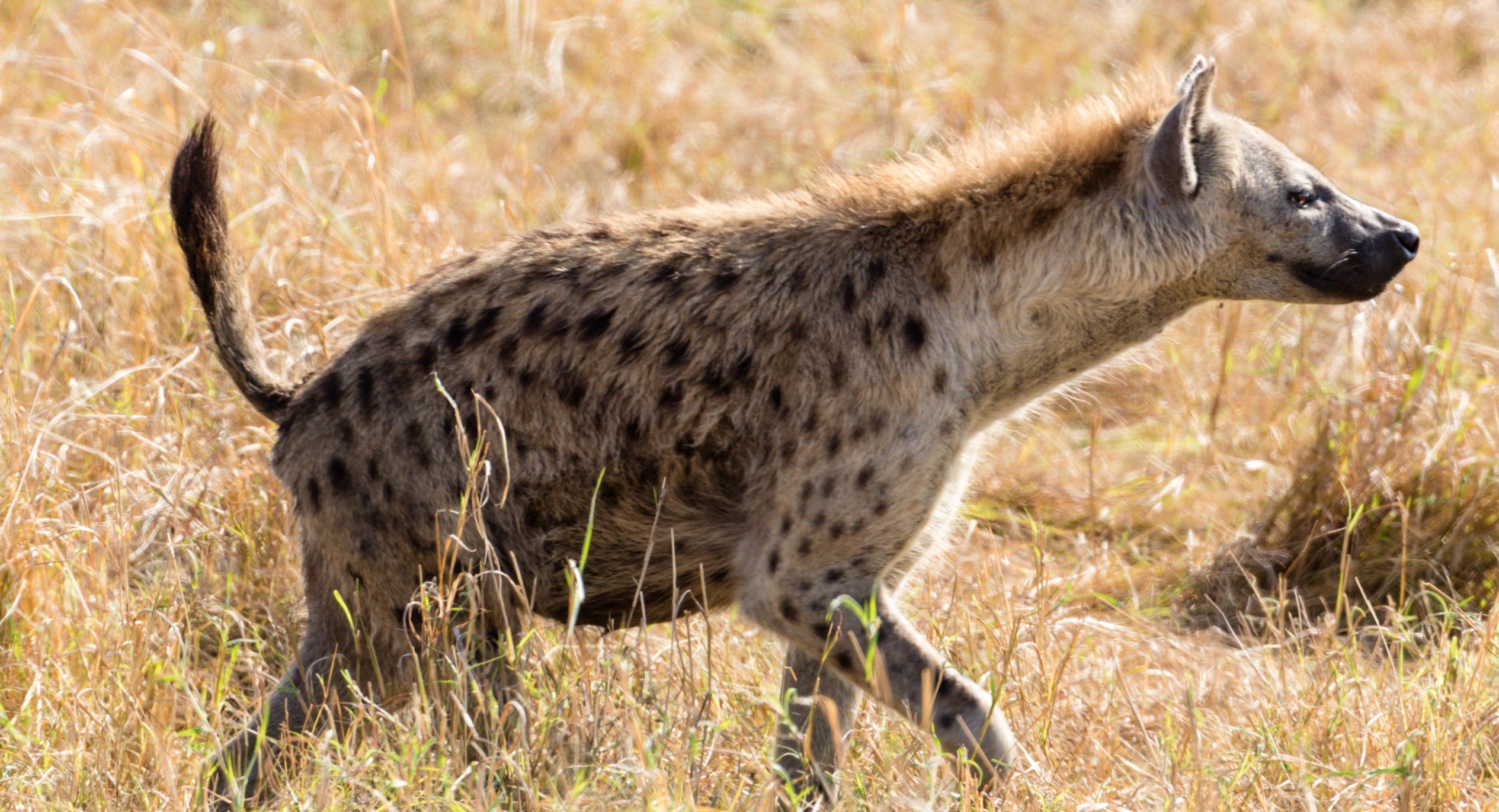 চিড়িয়াখানায় বেড়াতে গিয়ে হাত খোয়ালো ছোট্ট শিশু